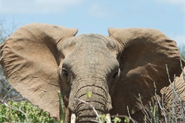 CITES CoP17: 7 Reasons Elephants Won at CITES